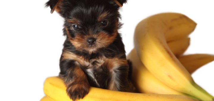 Can Dogs Eat Bananas?