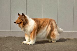 Japanese man orders collie dog costume