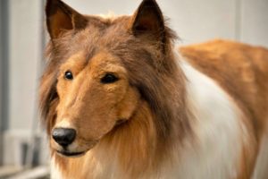 Japanese man orders collie dog costume