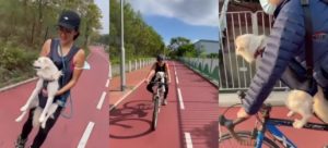 Dog given a harness to go skating and cycling
