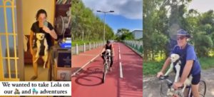 Dog goes cycling and skating