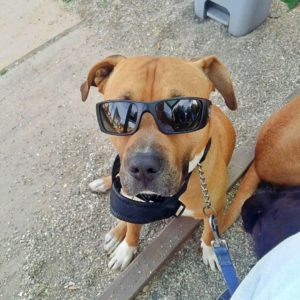 Homie the American Staffy
