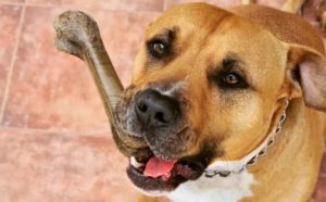 Homie the American Staffy