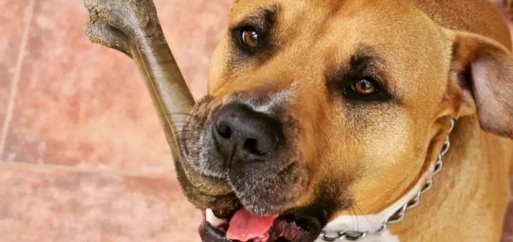 Homie the American Staffy