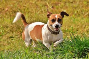 Patron, a mine-sniffing Jack Russell in Ukraine