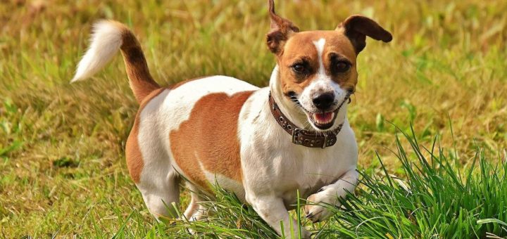 Patron, a mine-sniffing Jack Russell in Ukraine
