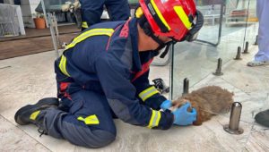 Firefighters in Madrid, Spain rescue a puppy