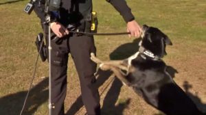 Dog that inspired Netflix's Rescued by Ruby has been euthanized