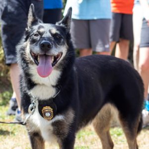 K-9 Ruby