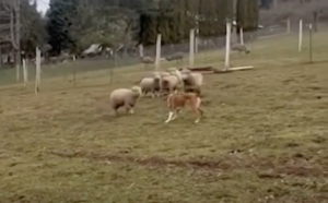 OMG Cute Moments When Dog Adoption Saves A Rejected Lamb