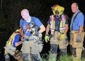Dog Rescue News: Firefighters Save Pup From Death By Drowning