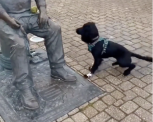 Playful Dog Looking For Some Engagement Charms Animal Lovers
