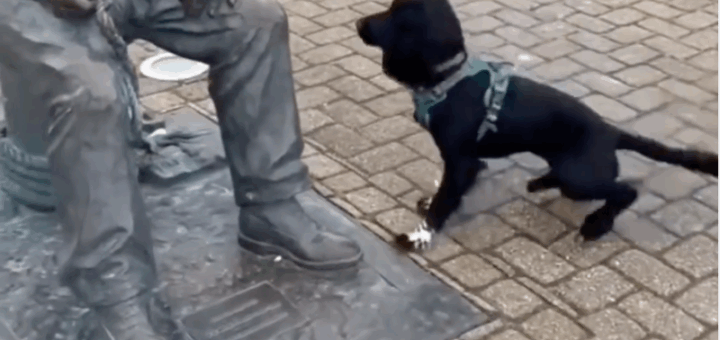 Playful Dog Looking For Some Engagement Charms Animal Lovers