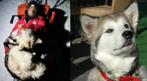 North the Alaskan malamute dog saved a hiker from hypothermia