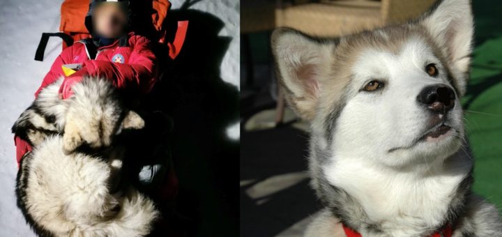 North the Alaskan malamute dog saved a hiker from hypothermia