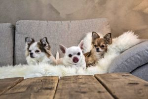 Ukrainian woman evacuated 30 Chihuahuas from Mariupol
