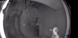 Dog escapes pet hotel and gets caught on security video
