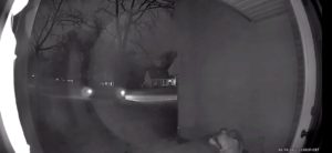 Dog escapes pet hotel and gets caught on security video