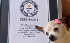 Pebbles holds the Guinness World Record for oldest living dog in the world