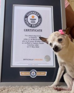 Pebbles holds the Guinness World Record for oldest living dog in the world