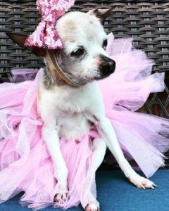 Pebbles holds the Guinness World Record for oldest living dog in the world