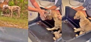 Boonie Flight Project in Guam rescues a dog with a plastic jar on her head