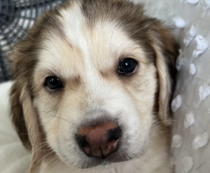 Twitter Influencer Catturd Finally Chooses Which Trending Puppies To Keep