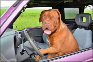 Don't leave your dog in a hot car