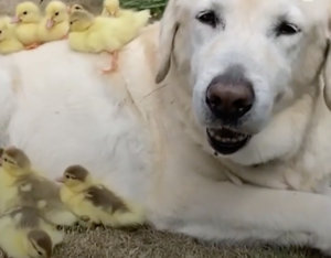 Labrador Retriever Fred Fosters Cute Ducklings - Goes Viral