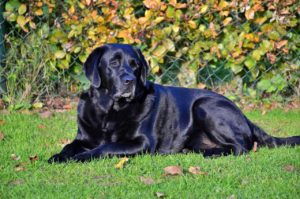 Tinder users both had a Black Labrador named Onyx