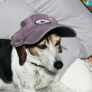 Bonnie a beagle mix dog escaped from home and came 3rd in a dog show