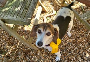 Bonnie a beagle mix dog escaped from home and came 3rd in a dog show