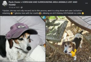 Bonnie a beagle mix dog escaped from home and came 3rd in a dog show