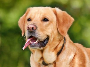 Keep your dog cool this summer