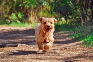 Protect your pet's paws