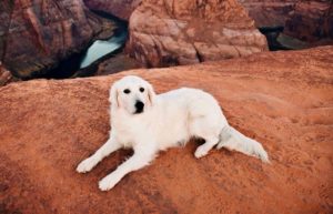Finnian the Golden Retriever travels the world