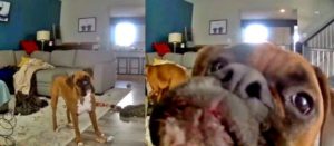 Lexi the mischievous boxer caught on video