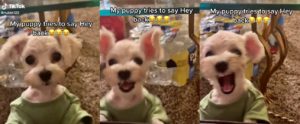 TikTok video of cute puppy imitating his owner goes viral