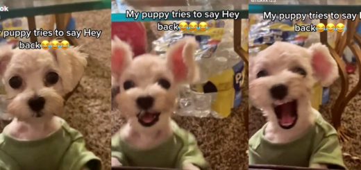 TikTok video of cute puppy imitating his owner goes viral