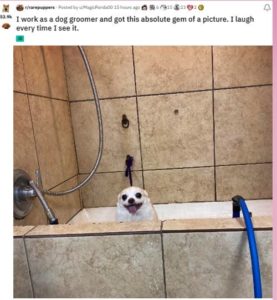 Reddit Photoshop Battles Make Cute Dog Memes