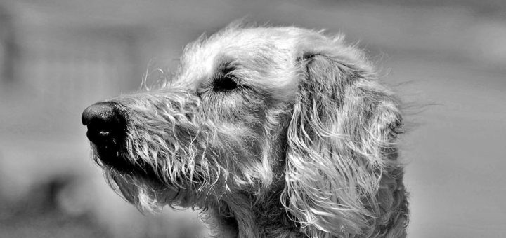 Dog similar to Abby, the dog that was lost in a cave