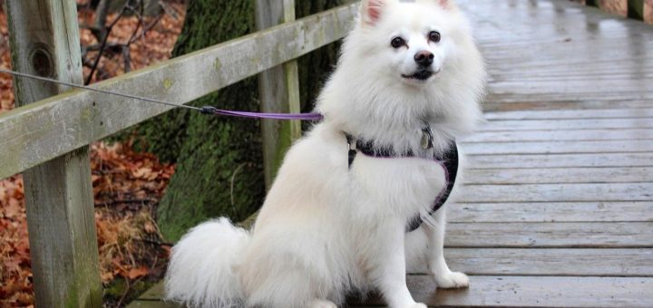 American Eskimo dog rescued in NYC and adopted by an officer