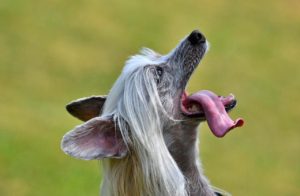 TikTok vet says no to Chinese crested dogs