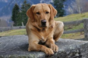 A man fell down a well and was rescued after his dog barked for hours