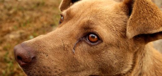 Sad dog crying
