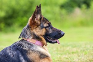 Tiktok video of a German shepherd showing jealousy goes viral