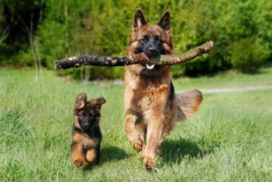 TikTok vet wouldn't own a erman shepherd
