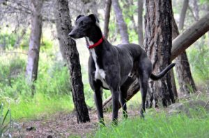 Family greyhound catches monkeypox