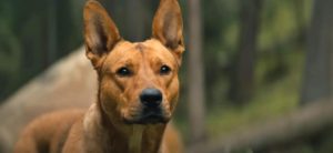Coco the American Dingo plays Sarii in Prey