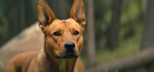 Coco the American Dingo plays Sarii in Prey